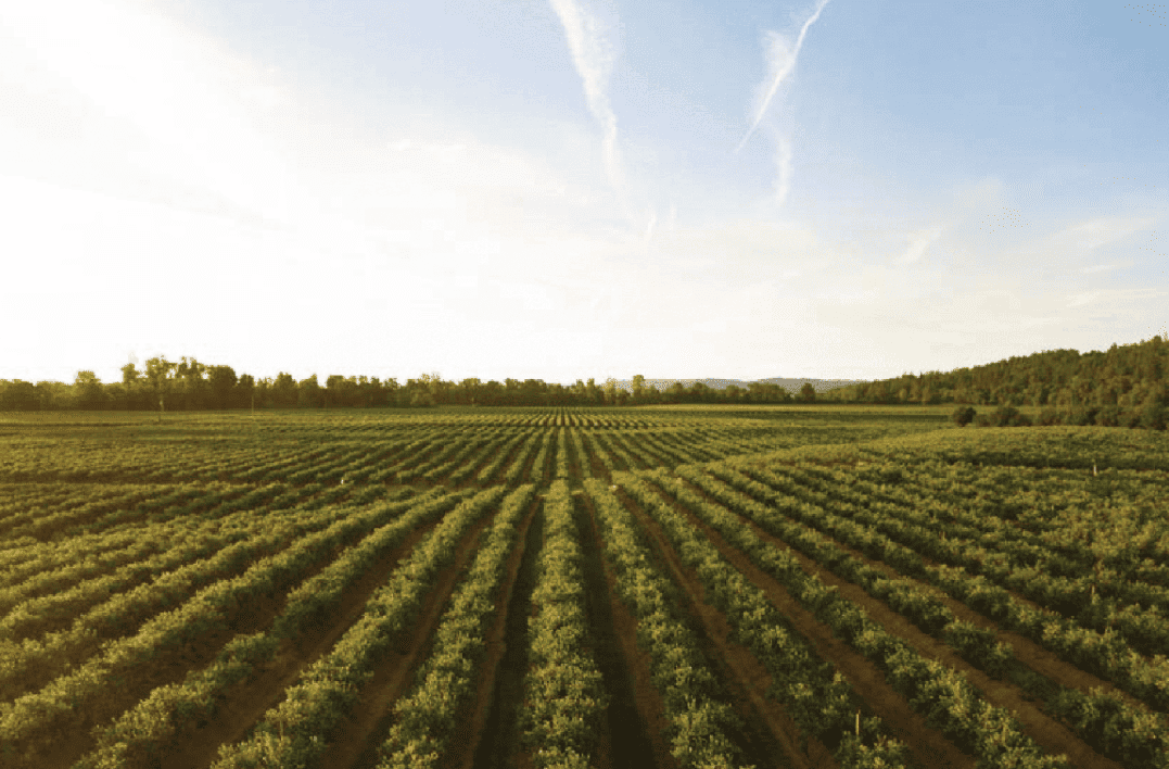 Impacts du changement climatique sur l’agriculture : des avancées méthodologiques pour une meilleure prise en compte du rôle de l’adaptation