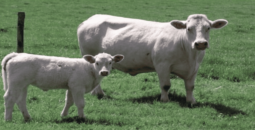 Politiques climatiques et inégalités de revenu : Le cas du secteur agricole européen